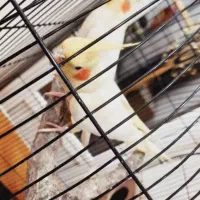 عروس هلندی|پرنده|ری, فیروزآبادی|دیوار