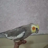 عروس هلندی مولد