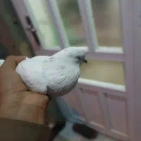 ۳۰۰دونی|پرنده|آبدانان, |دیوار