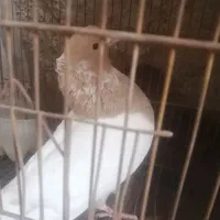 کبوتر کله|پرنده|راور, |دیوار