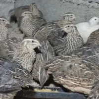 بلدرچین کانادایی بالغ|حیوانات مزرعه|کله گان, |دیوار