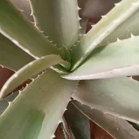 گل آلوئه ورا