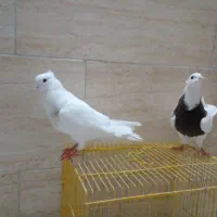 رنگی بی نقص|پرنده|بندر ماهشهر, |دیوار