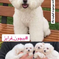 بیچون فرایز یا پودل