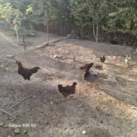 فروش خروس و مرغ|حیوانات مزرعه|اسلامشهر, کاشانک|دیوار