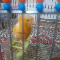 قناری نر بخون سفت سفت