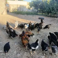 مرغ|حیوانات مزرعه|سنندج, |دیوار