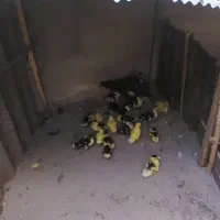 اوردک اسرائیلی فقط ۵۰۰۰۰هزارتومن