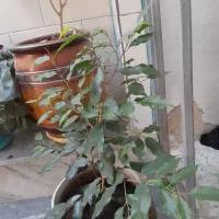 گل طبیعی|گل و گیاه طبیعی|گهواره, |دیوار