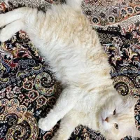 میکس بریتیش اسکاتیش