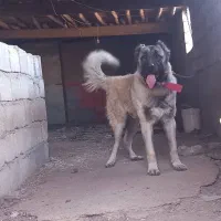 سگ سرابی|سگ|رباط‌کریم, رباط‌کریم|دیوار