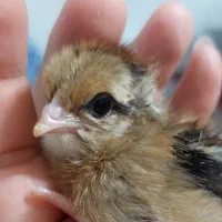 قفس بلدرچین تخم گذار و دستگاه جوجه کشی