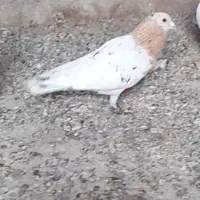 کفتر|پرنده|رشتخوار, |دیوار