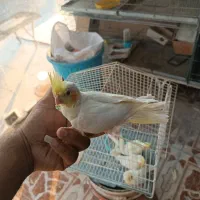 فروش همه نوع طوطی|پرنده|چمران, |دیوار