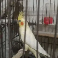 عروس هلندی نر وماده