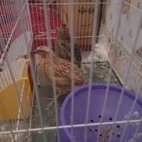 بلدرچین نر و ماده
