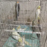 طوطی عروس هلندی