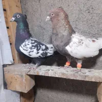 چندجفت رنگه مقبول