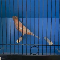 فروش قناری ماده سرخ هلندی کاکلی|پرنده|امیدیه, |دیوار