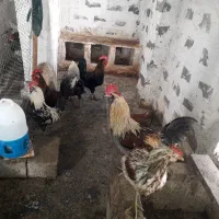 تعدادی خروس برای فروش دوراهک