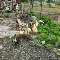 فروش تعدادی اوردک ارگانیک به شرط