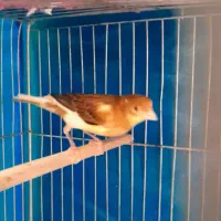 جوجه ابلغ نر