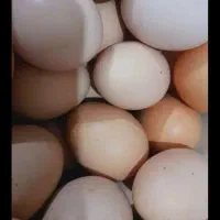 تخم مرغ محلی
