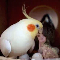 عروس هلندی دون خور|پرنده|آفتاب, |دیوار