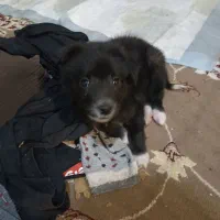 فروش فوری 1 عدد پامر زیر قیمت|سگ|کاشان, فاز ۲ ناجی آباد|دیوار