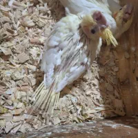 جوجه عروس هلندی لوتینو|پرنده|قدس, شهر‌قدس|دیوار