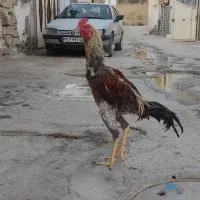 لاری نسل میدانی|حیوانات مزرعه|تهران, آرارات|دیوار
