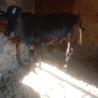 گوساله دورگ 129کیلو|حیوانات مزرعه|سروآباد, |دیوار