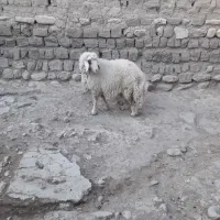 بره نرسرحال|حیوانات مزرعه|گهواره, |دیوار