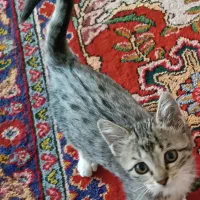 دو بچه گربه نرو ماده