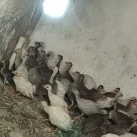 مرغ شاخدار