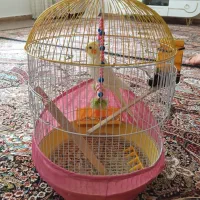 عروس هلندی سه ماهه