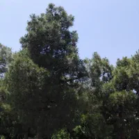 120 متر سراجه