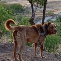 سگ نر سرابی خیلی خوش رنگ اصیل