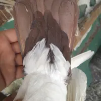 کبوتر دم زرد و دم سرخ|پرنده|کرمان, |دیوار