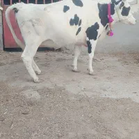 گاو  و گوساله