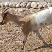 فروش تعدادی بز و گیسه محلی. چاق. برای داشت و گوشت|حیوانات مزرعه|بندرعباس, |دیوار