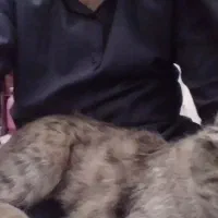 گربه پیدا شده|حیوانات|تهران, هلال احمر|دیوار