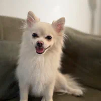 سگ پامر روباهی اصیل