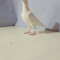 چندتا کبوتر پرشی خشگل کاشمر خلیل اباد|پرنده|خلیل آباد, |دیوار