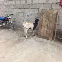 بز شکم اول چپر