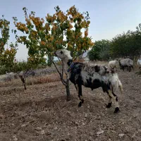 بره قوچ پلنگی خالسیاه اصل|حیوانات مزرعه|شازند, |دیوار