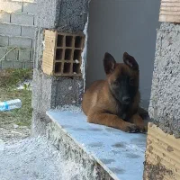 ژرمن بلک نر و ماده و مالنویز|سگ|رشت, شهرک صبا|دیوار