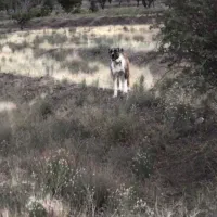 سگ گلگی|سگ|فریمان, |دیوار