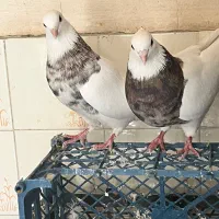 جفت طوقی شازده ای