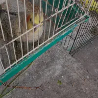 عروس هلندی|پرنده|رشت, سلیمانداراب|دیوار